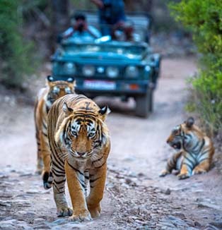 Ranthambore Tour Package