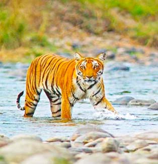 Jim Corbett National Park Tour Package