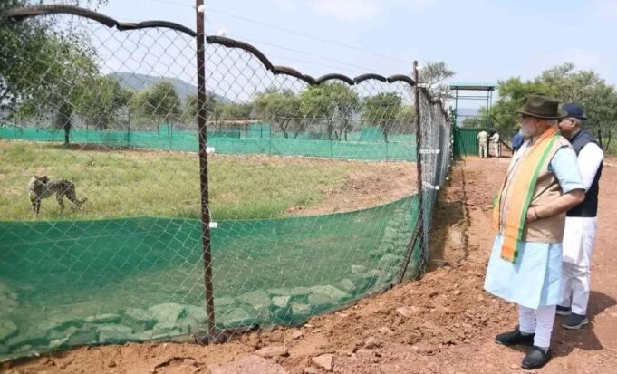 PM Modi releases Namibian cheetahs at Kuno National Park in Madhya Pradesh